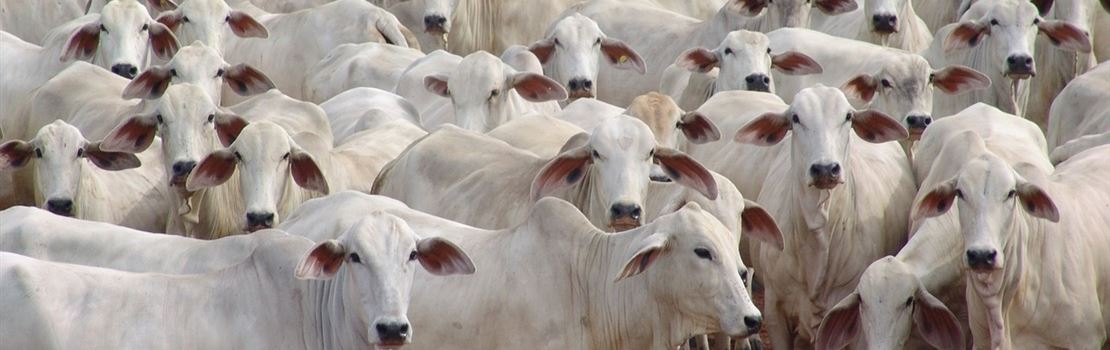 5 pontos essenciais para garantir o bem-estar animal de bovinos em confinamento