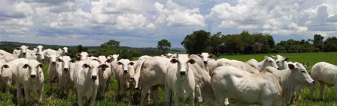 5 estratégias nutricionais para reduzir as emissões de metano e amônia por bovinos - Parte 1/2