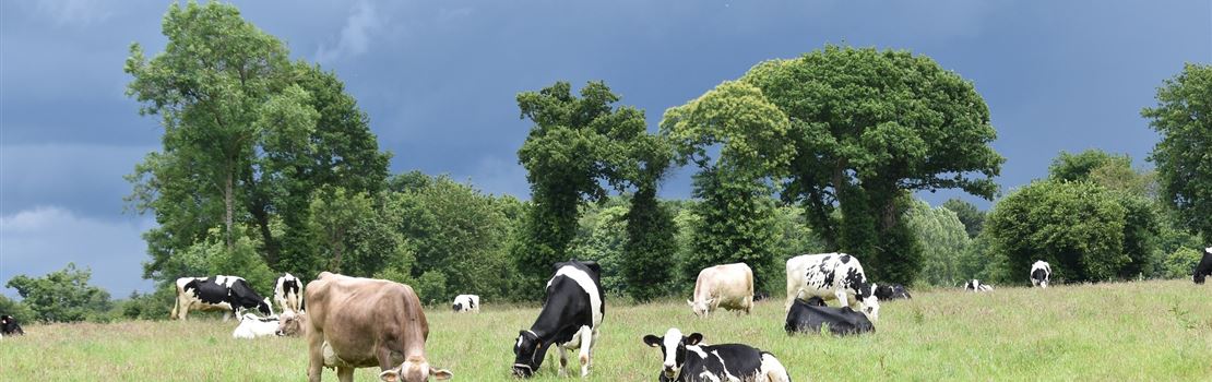 2 pontos essenciais para promover o bem-estar das vacas leiteiras
