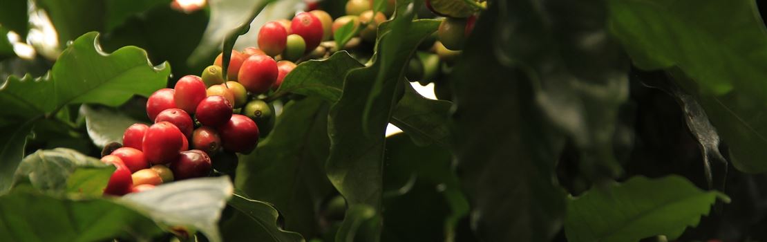 5 cuidados que você precisa ter na colheita do café