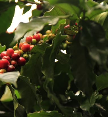 5 cuidados que você precisa ter na colheita do café