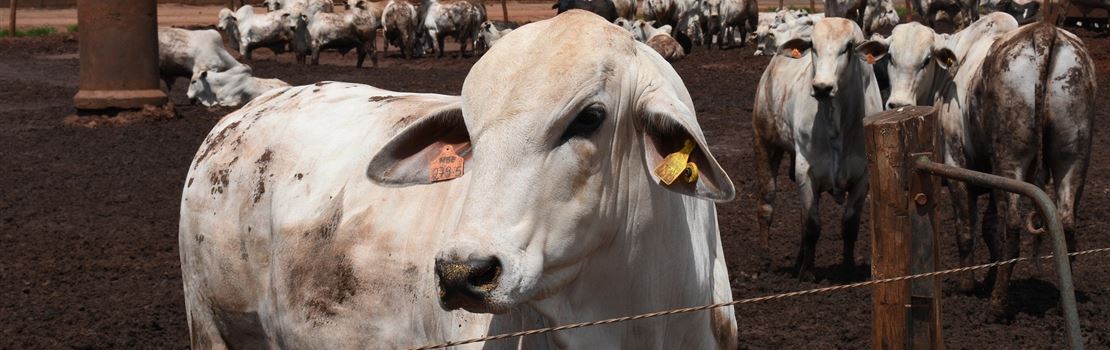 Cuidar da saúde de bovinos aumenta produtividade, melhora o bem-estar animal e reduz as emissões