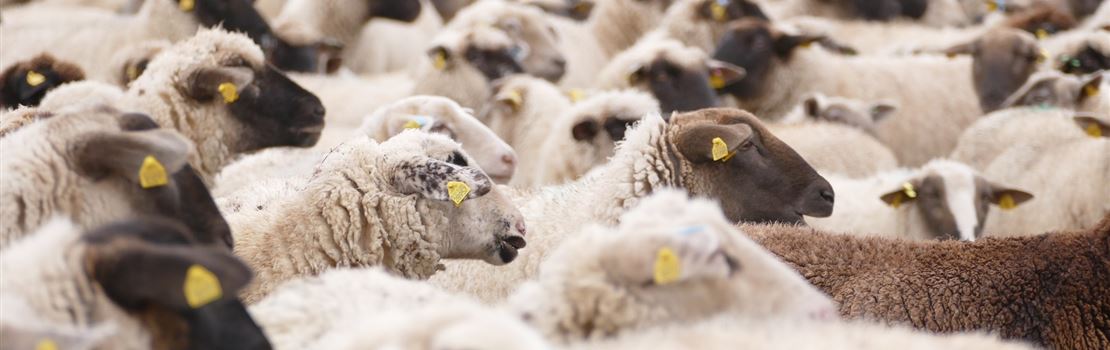 11 dicas para economizar tempo para criadores de ovinos
