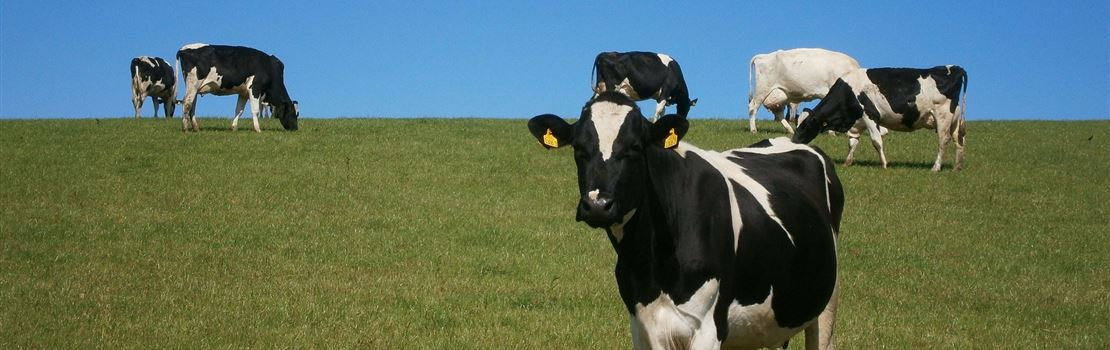Probióticos e prebióticos realmente funcionam para vacas leiteiras?