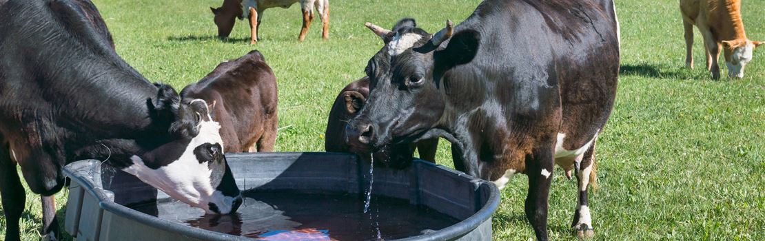 Água de boa qualidade: um nutriente essencial para vacas leiteiras