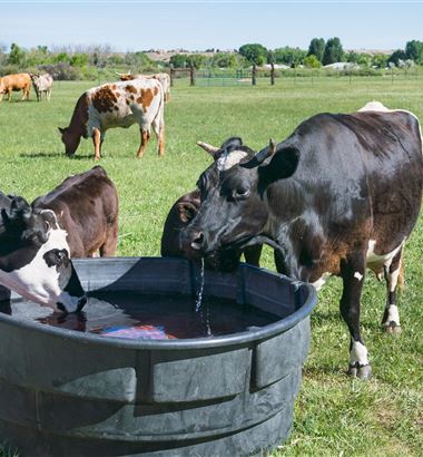 Qualidade da água: essencial para a produção de leite