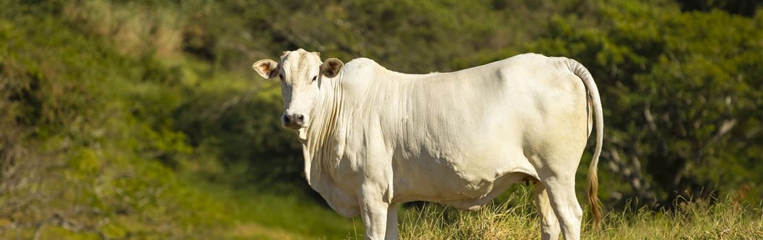 Escore de condição corporal em vacas de corte: saiba como utilizar de forma eficiente