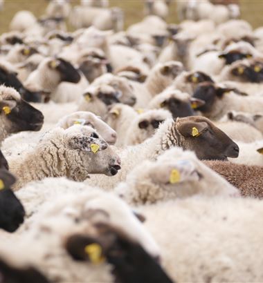 Como medir o escore de condição corporal das ovelhas?