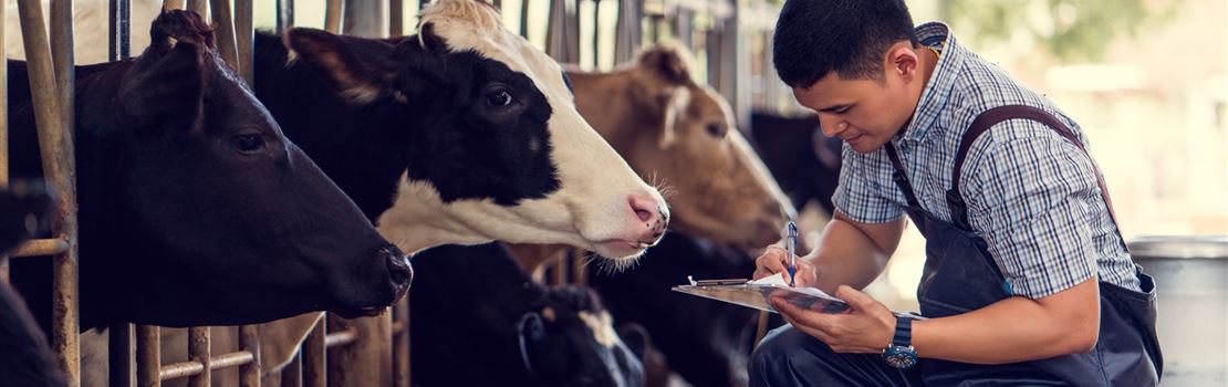 Custo de produção: por que estimar e como reduzir sem prejudicar a produção de leite?