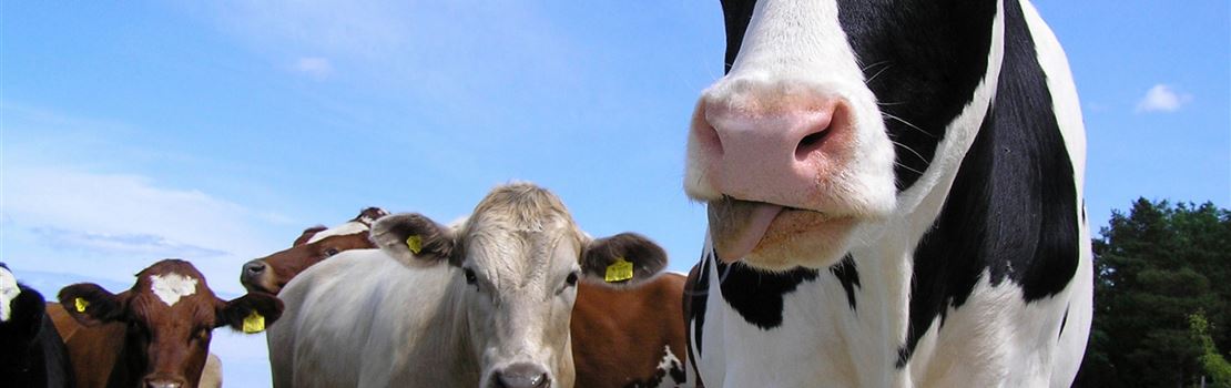 Retículo pericardite em bovinos: diagnóstico, tratamento e prevenção