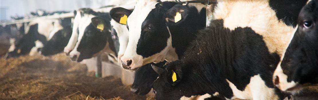 Timpanismo em bovinos: o que você precisa saber?