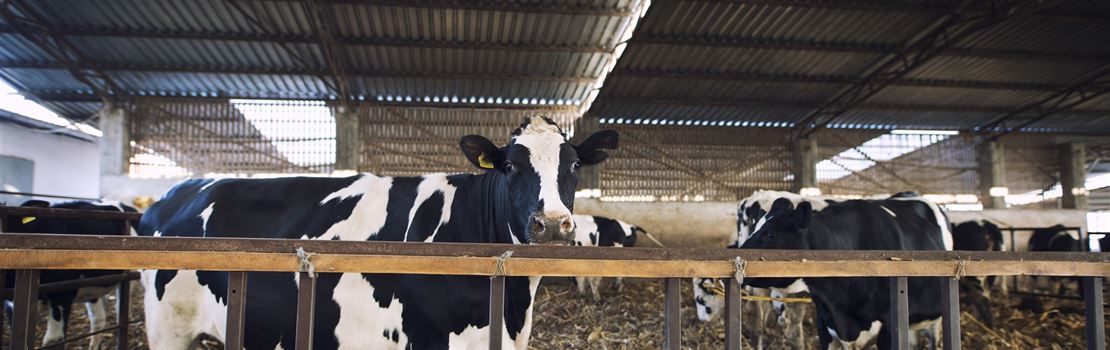 Como funcionam os aditivos na dieta de vacas leiteiras?