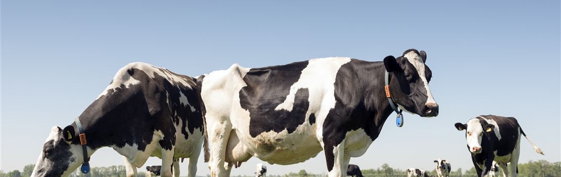 Como e por que avaliar o escore de fezes de vacas leiteiras