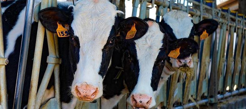 Principais sistemas de confinamento para gado de leite e suas características