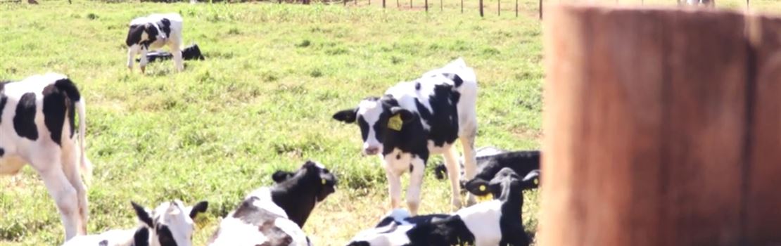 [Vídeo] Fazenda Agrindus: conheça a rotina e gestão da 3ª maior produtora de leite do Brasil!