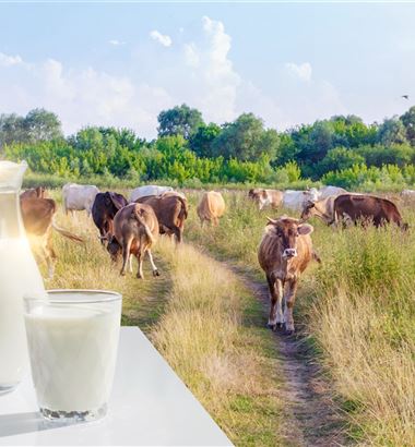 Leite orgânico em destaque no mercado lácteo