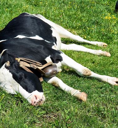 4 doenças virais que acometem os bovinos leiteiros
