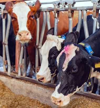 Curvas de lactação de vacas leiteiras: entenda as mudanças