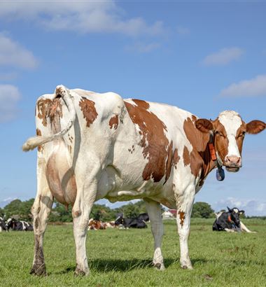 Cauda quebrada: como evitar em vacas leiteiras?