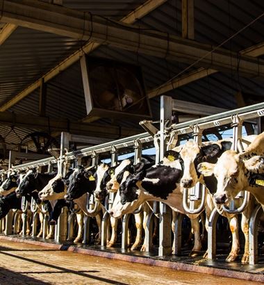 Como o estresse térmico pode afetar a produção de leite?