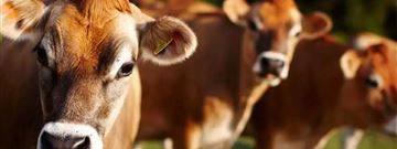 Como o temperamento das vacas afeta a produção leiteira?