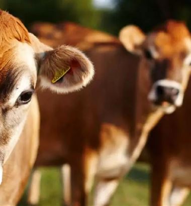 Como o temperamento das vacas afeta a produção leiteira?
