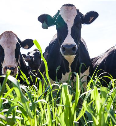 O que impacta na eficiência alimentar de vacas leiteiras?