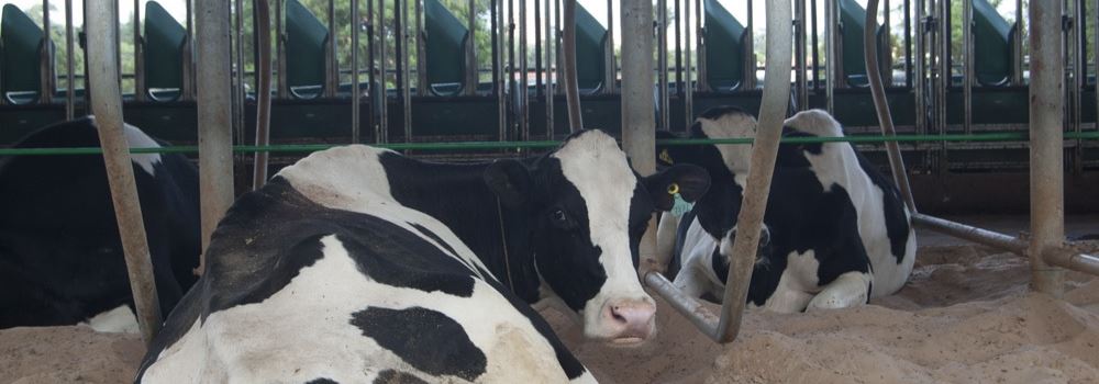 Quais os pontos-chaves do período de transição para vacas leiteiras?