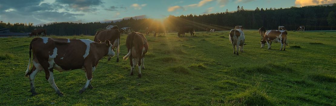 Como avaliar o bem-estar animal em fazendas leiteiras?