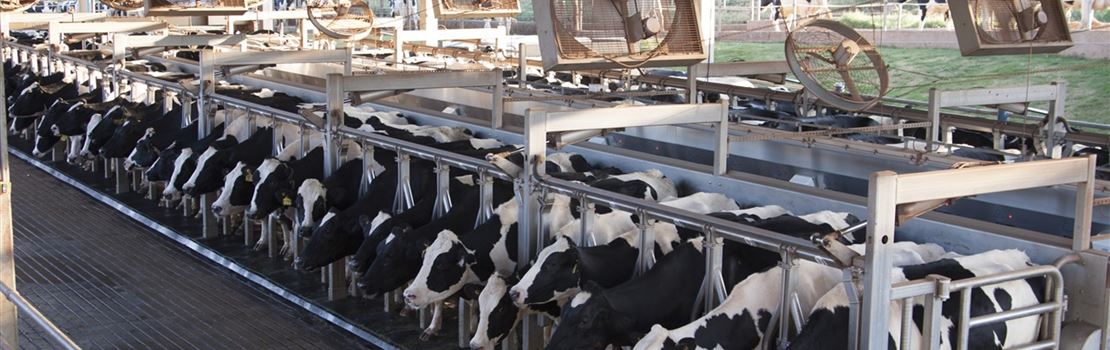 Vacas em lactação: qual a divisão de lotes e dietas utilizadas pela Agrindus?