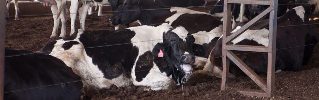 A temperatura da vaca afeta na reprodução?