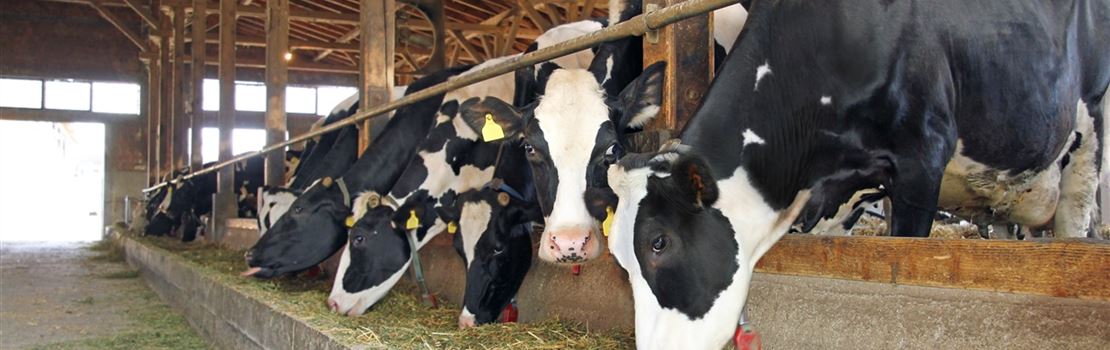 4 mitos e verdades sobre o manejo sanitário em uma produção de leite orgânico
