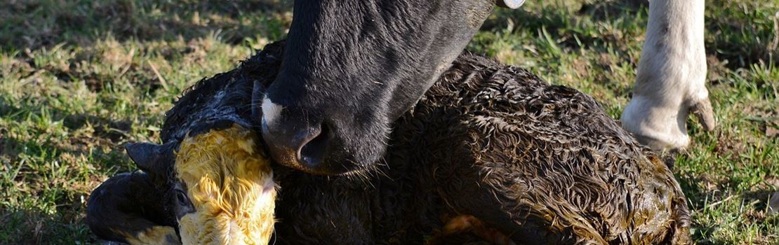 Perdas de gestação em bovinos: por que ocorrem e como evitar?