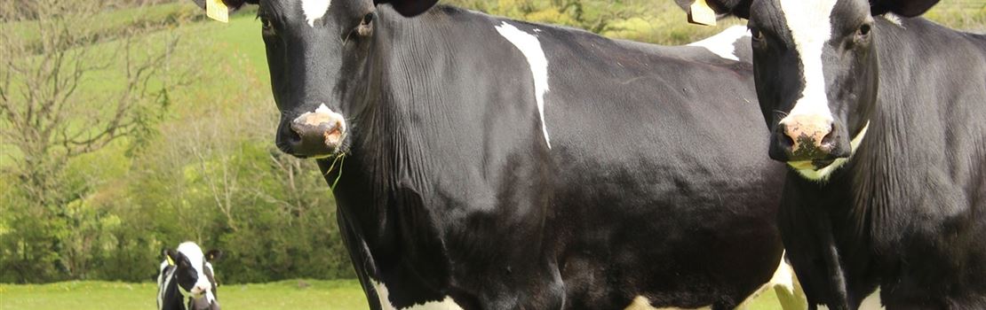 Reprodução de bovinos: monta natural x inseminação artificial