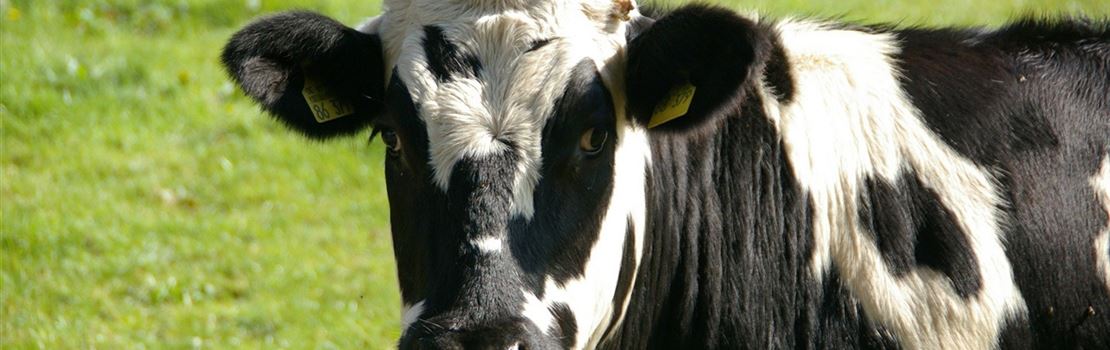 Qual protocolo de TETF deve ser utilizado para vacas e novilhas?