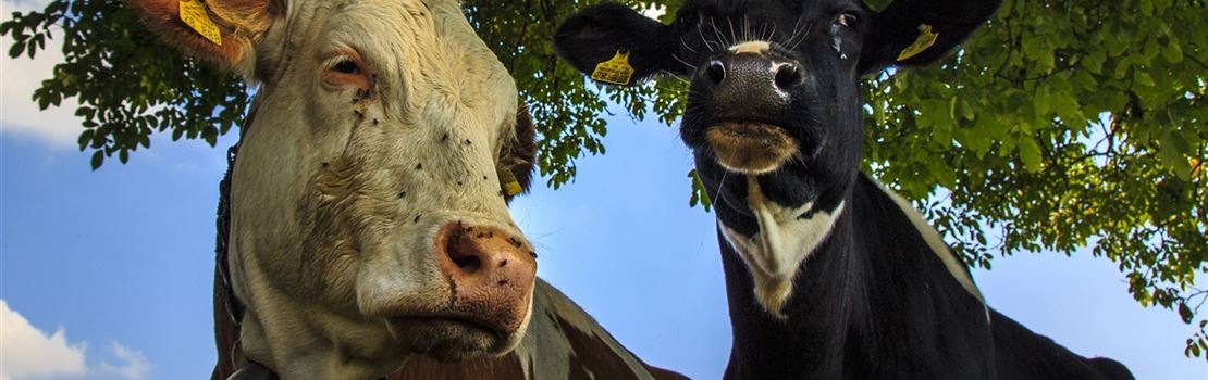 Melhoramento genético em bovinos leiteiros