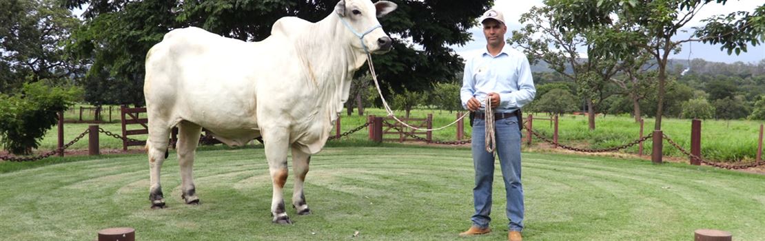Doma natural de bovinos: como ganhar a confiança do animal e garantir um manejo tranquilo?