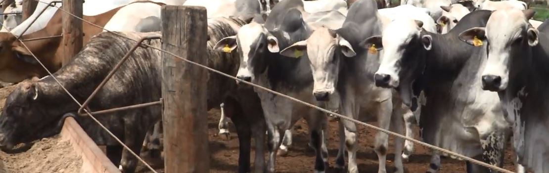 3 dicas para o sucesso no confinamento de bovinos de corte