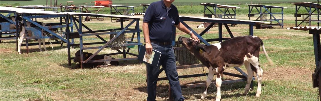 Vacas felizes: Manejo garante bem-estar animal na Fazenda Boa Fé