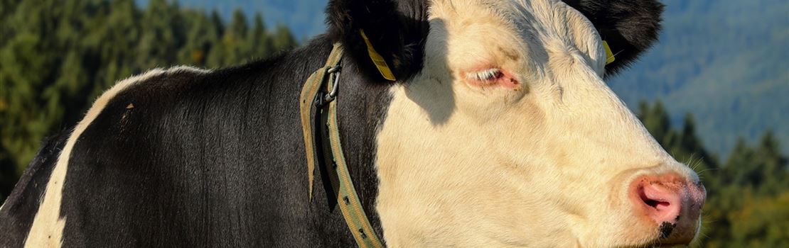 Entrevista: cloro mata bactérias no rúmen da vaca?
