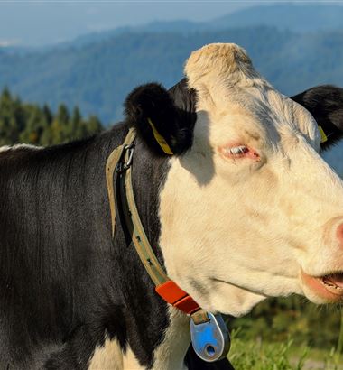 Entrevista: cloro mata bactérias no rúmen da vaca?