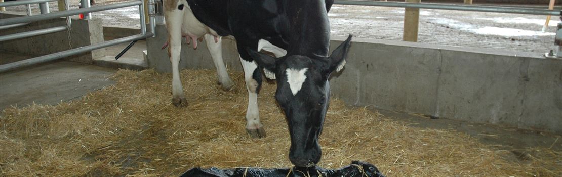 Principais medidas de prevenção de perdas de gestação em bovinos