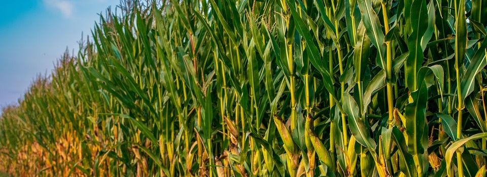 Híbridos de milho: como escolher a melhor opção para sua propriedade