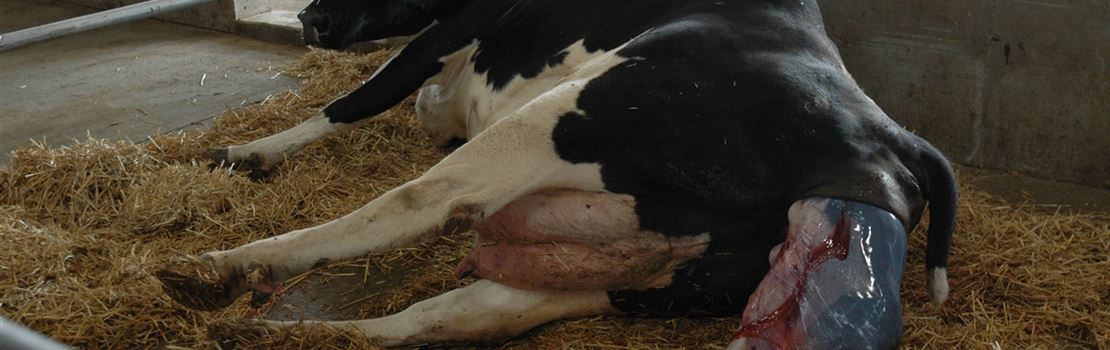 Doenças do puerpério: saiba mais sobre metrite e endometrite em vacas