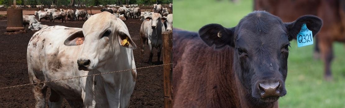 Por que animais cruzados apresentam melhor qualidade de carne e maior rendimento de carcaça?