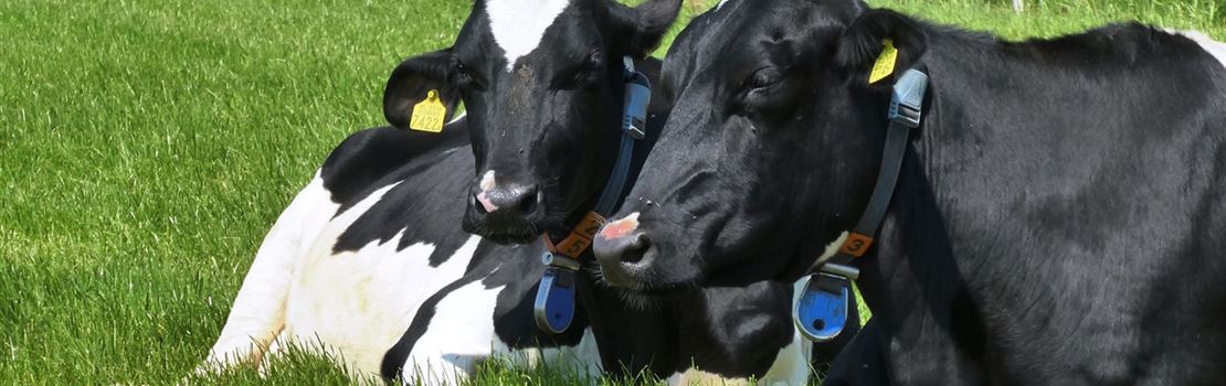 Como melhorar a saúde uterina das vacas