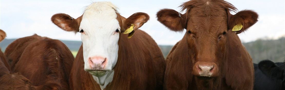 Como a temperatura afeta a ingestão de alimentos e água da vaca?