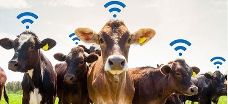 Aumentando a rentabilidade de sua fazenda de gado de corte com o uso da tecnologia