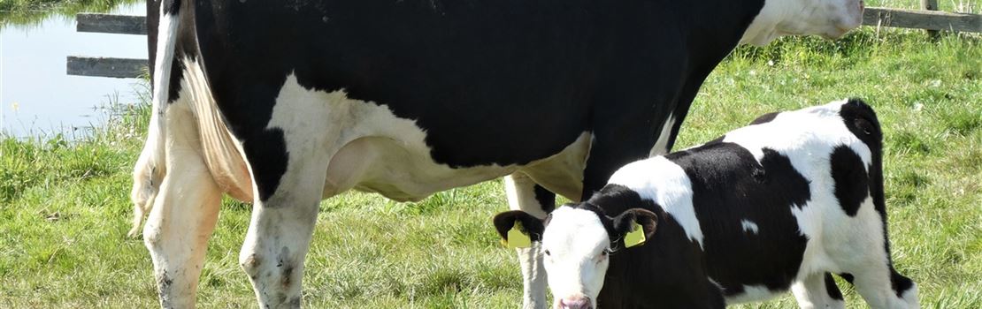 Vacas em transição: Variabilidade na ruminação ajuda a prever doenças no pós-parto