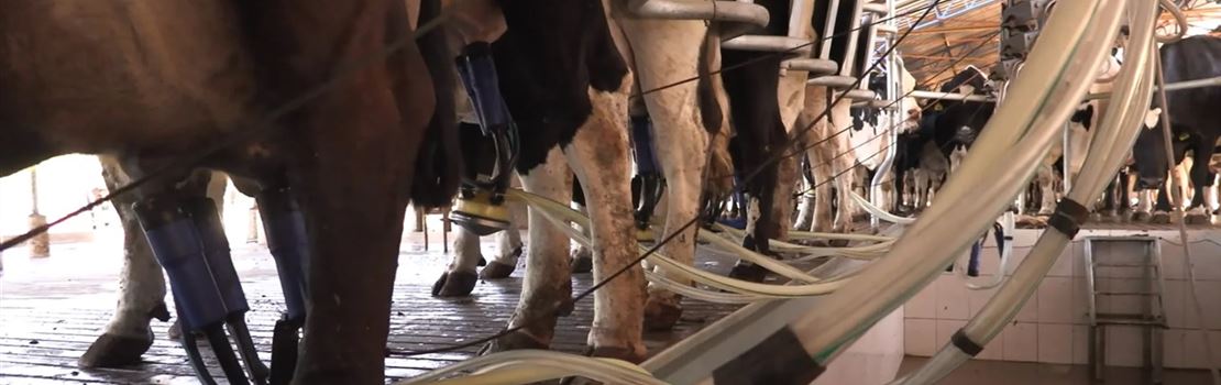 [Videoaula gratuita]  Perdas de produção e impactos sobre preço e qualidade do leite